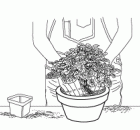 grow pelargonium