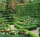 London hornbeam espalier