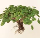 pelargonium-cotyledonis
