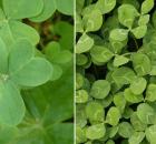Shamrock