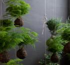 string gardens tout