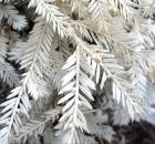 Albino Redwoods