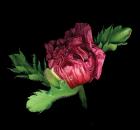 Papaver Raspberry Queen