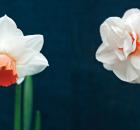 Daffodils 2 types