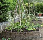 Trellis May 2012