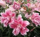 Roselily Isabella