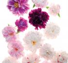 red, pink, black, white peonies
