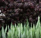 A Passion for Plants tout