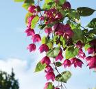 Purple Bell