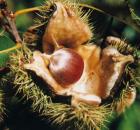 Chestnut