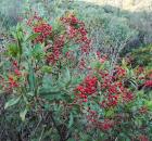 Toyon