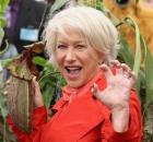Helen Mirren plant