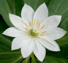 Paris japonica