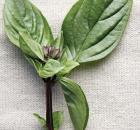 Basil Leaves