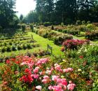 PDXInternationalRoseGarden