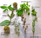 herbal medicinal bouquet