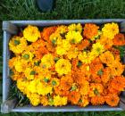 Marigold-Farm
