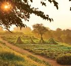 monticello_001.jpg
