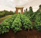 monticello-thumb