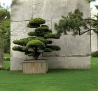 treemuseum-thumb