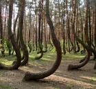 crooked forest