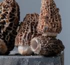 Morel