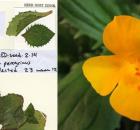 Mimulus peregrinus