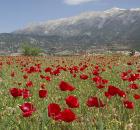 Remembrance Poppy