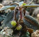 Spigelia genuxlexa