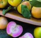 Garden Design