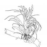 Garden Design - Air Plants