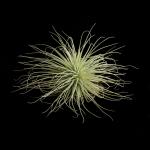 Tilandsia 1