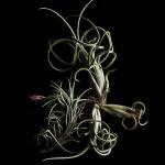 Tillandsia 9