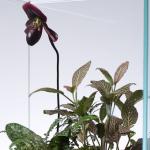 terrarium close-up
