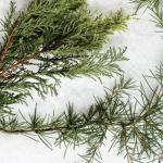 conifers tout