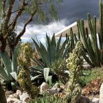 C. peruvianus succulents agave cacti cactus