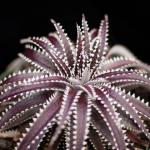 bromeliad Dyckia ‘Brittle Star’