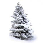 winter tree tout