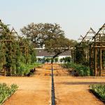 babylonstoren garden photo 1
