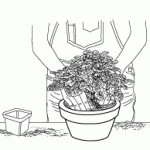 grow pelargonium