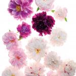 red, pink, black, white peonies
