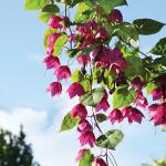 Purple Bell