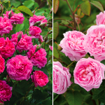 David Austin England's Rose and Queen Anne
