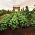 monticello-thumb