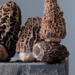 Morel
