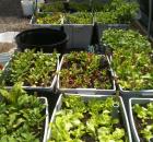 baby greens