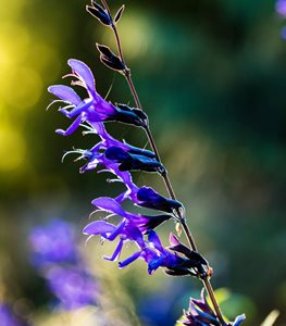 Salvia guaranitica ‘Black and Blue’ - Photo by: Claire Takacs.