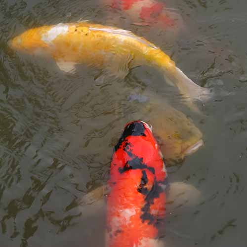 Fall colors in Forest Falls