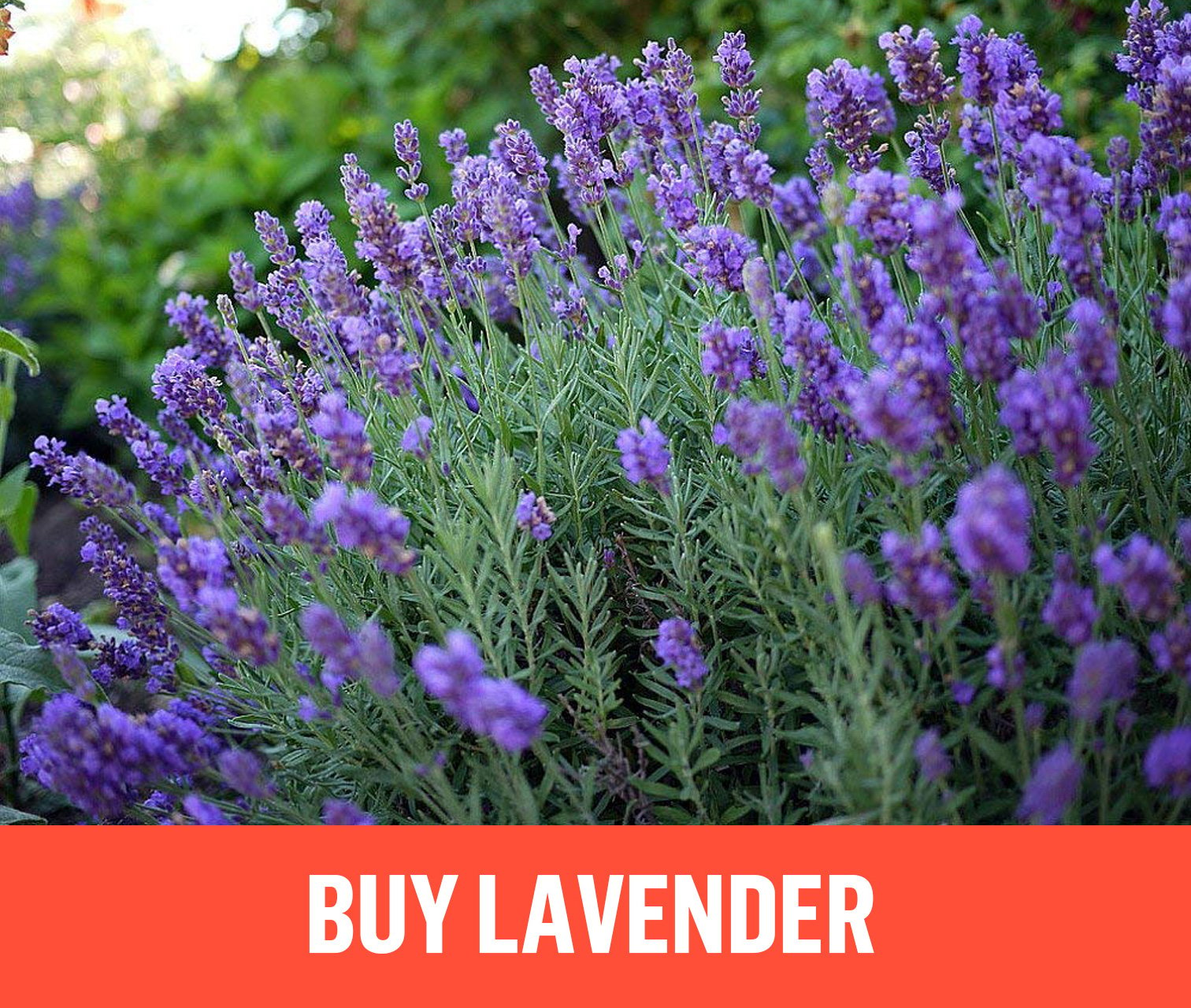 Growing Lavender, Planting & Caring Buy Lavender Plants