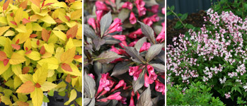10 Best Evergreen Shrubs | Garden Design